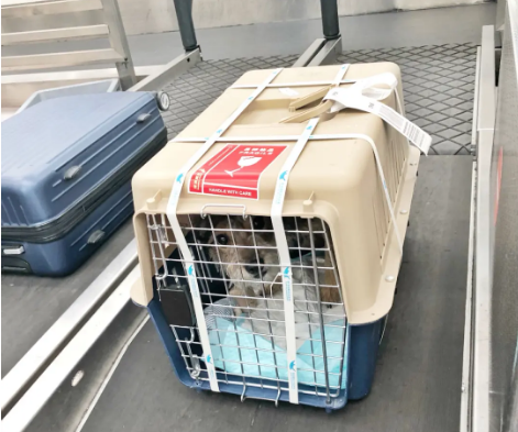 滁州宠物托运 宠物托运公司 机场宠物托运 宠物空运